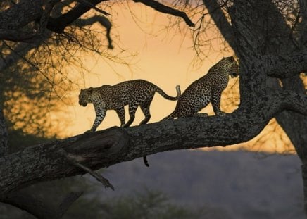 Africa Sunset - tree, geaprds, sunset, cats