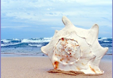 Shell on a Beach - shelll, sea, nature, beach