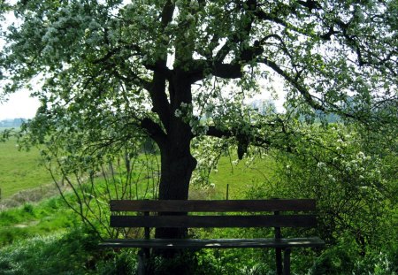 Bench - nature, fields, bench, trees