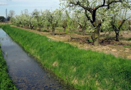 Springtime - spring, nature, tree, sky