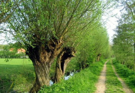 Spring - spring, trees, nature, fields