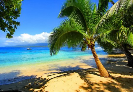 Tropical beach - sands, ocean, beach, sky, tropics, palms, summer, tropical, shore, exotic, nature, clouds, blue, sea