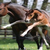 Foals are so playful.