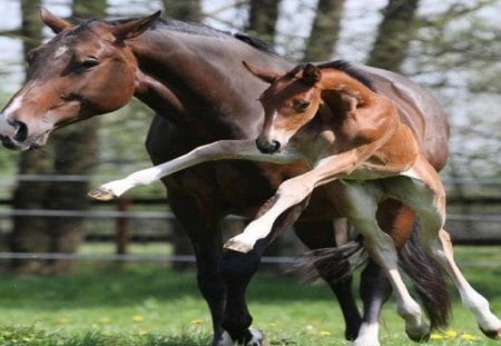 Foals are so playful. - marines, usmc, marine corps, recon