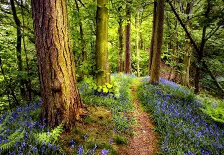 Forest silence - nice, trees, peaceful, path, calmness, sunny, branches, rays, summer, lovely, serenity, nature, forest, beautiful, leaves, silence, flowers