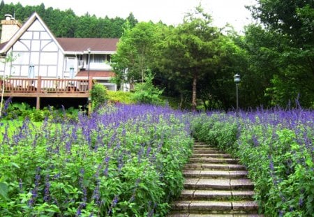 The mountain tourism B & B - bed and breakfasts, lavender, mountain, tourism