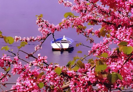 Among the branches - pretty, blossoms, summer, boat, pink, fresh, red, lake, nice, branches, water, beautiful, refreshing, lovely, blooming, river, nature, floral