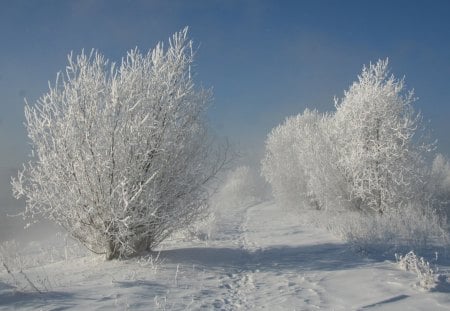 White Road - snow, road, white, trees