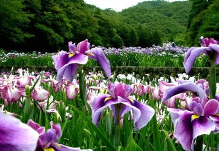 purple - irises, forests, purple, beautiful