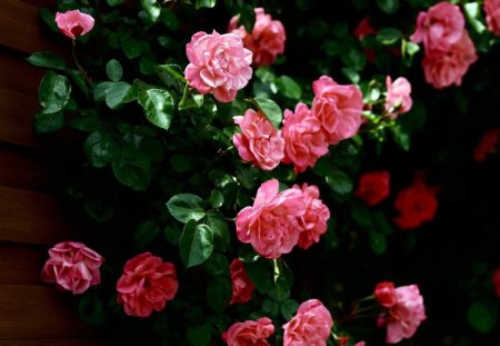 hanging the roses - roses, hanging, pink, leaves