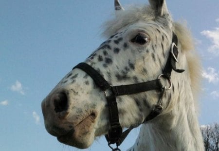 A beautiful horse - piebald, horse, bridle, beautiful