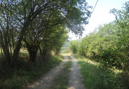 Nature - forests, nature, nice, love, sky