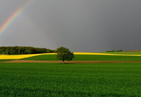 rainbow - the rainbow, field, tree, sky