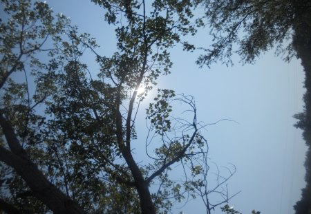 Nature - forests, nature, nice, love, sky