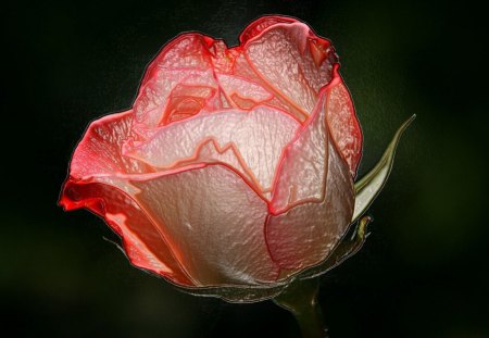 Exotic rose - rose, flower, nature, red