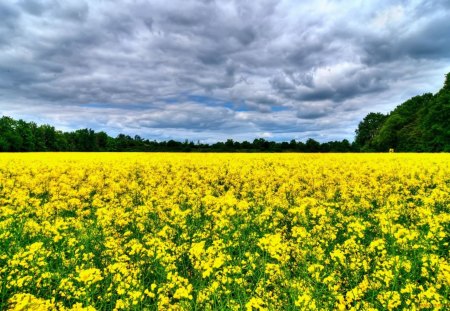 Flower field - field, flower, nature, landscape