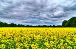 Flower field