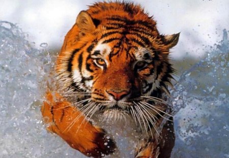 Tiger - white, orange, black, tiger