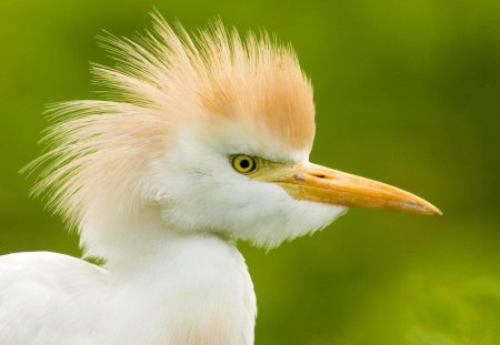 Cute bird - bird, animal, fly, wings