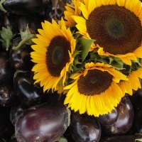 SunFlowers between eggplantâ™¥