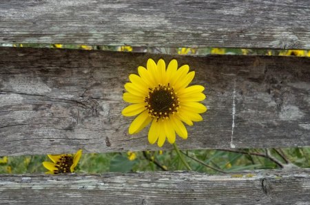 Pretty Little SunFlower♥ - pretty, always, yellow, beautiful, fence, love, precious, nature, sunflower, annie, little