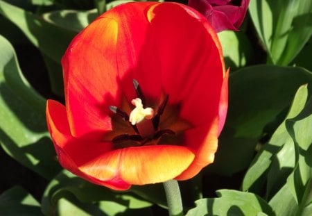 Tulip - beauty, color, elegance, flower