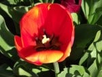 Tulip