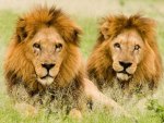 Two Huge Male Lions