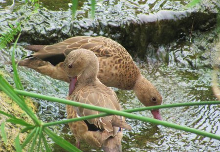 baby ducks - nature, baby duck, baby animal, ducks, animals, waterfowl, spring