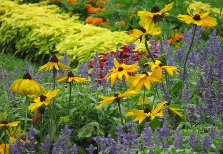 wildflowers - busch gardens, colorful, landscaping, wildflowers