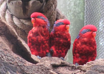 parakeets - parakeets, birds, three birds, busch gardens bird sanctuary