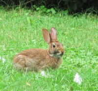 bunny in the field