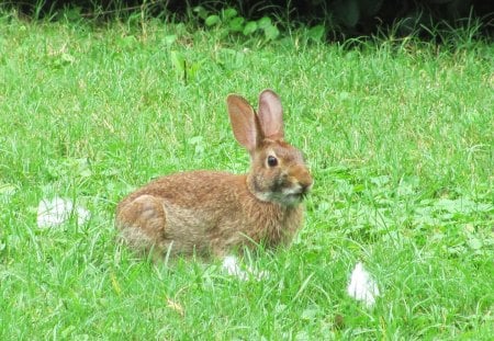 bunny in the field - nature, rabbit, field animal, field, grass, bunny, spring