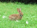 bunny in the field