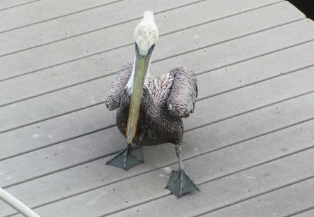 kung fu pelican - ocean, pelican, waterfowl, bird