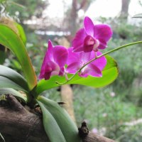 orchid