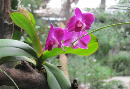 orchid - flowers, orchid, pink, busch gardens