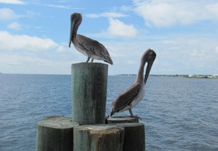 pelicans on the pier - pelican, pier, ocean pier, birds