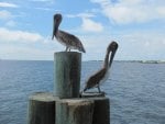 pelicans on the pier