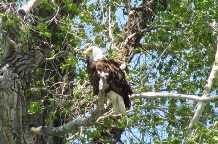 Eagle at Yellowstone - yellowstone national park, hunting, eagle, birds