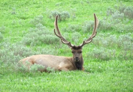 Elk in the Spring - yellowstone, antelors, elk, animals