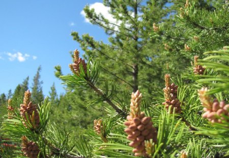 Spring sky thru the pines at Yellowstone - nature, sky, pines, spring