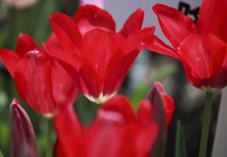 Ruby Tulips - flowers, spring, nature, tulips