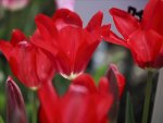 Ruby Tulips