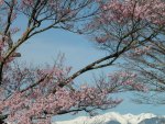 Blooming Cherry Blossoms