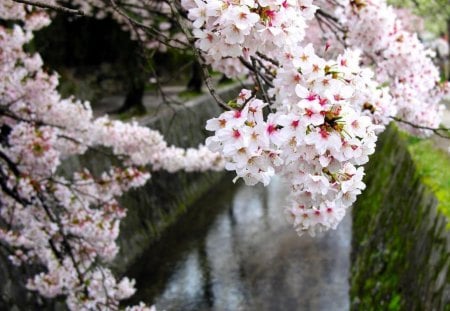 Nature's Beauty - flowers, petals, gorgeous, soft