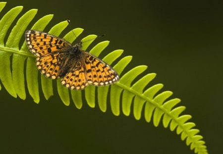 BUTTERFLY AND FERN LEAF - european, insects, gardens, butterflies, leaves