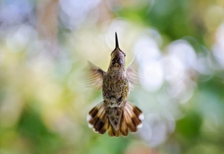 BEIJA - FLOR - fauna, ave, flora, animal, natureza, passaro