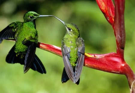 BEIJA - FLOR - fauna, ave, flora, animal, natureza, passaro