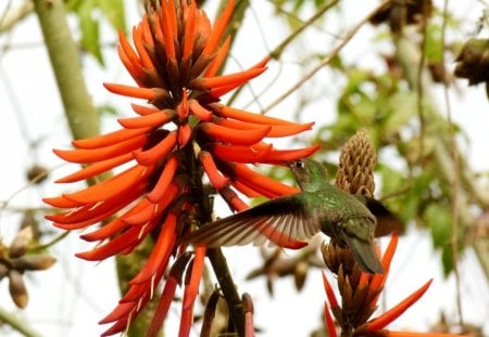 BEIJA - FLOR - fauna, ave, flora, flor, animal, natureza, passaro